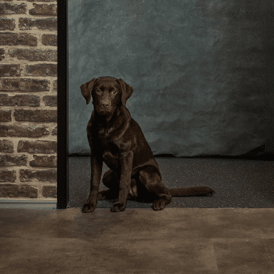 Kantoorhond Bowie van Positie1 zit bij deuropening op kantoor