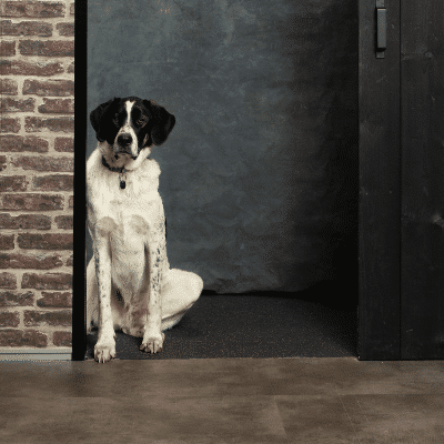 Kantoorhond Levi van Positie1 zit bij deuropening op kantoor